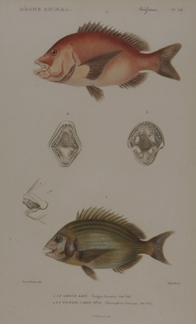 Baron Cuvier, Fish